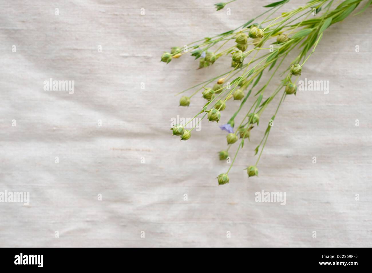 Flachspflanzen mit Samenkapseln. Leinentuch. Nachhaltige Ressource. Kopierbereich. Stockfoto