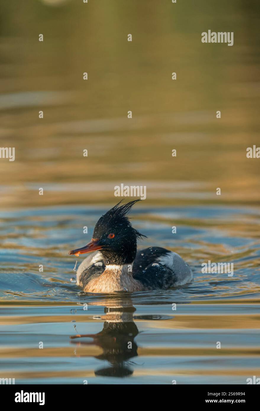Rotbrust-Merganser, Mergus Serrator, Überwinterung auf dem Binnensee. Stockfoto