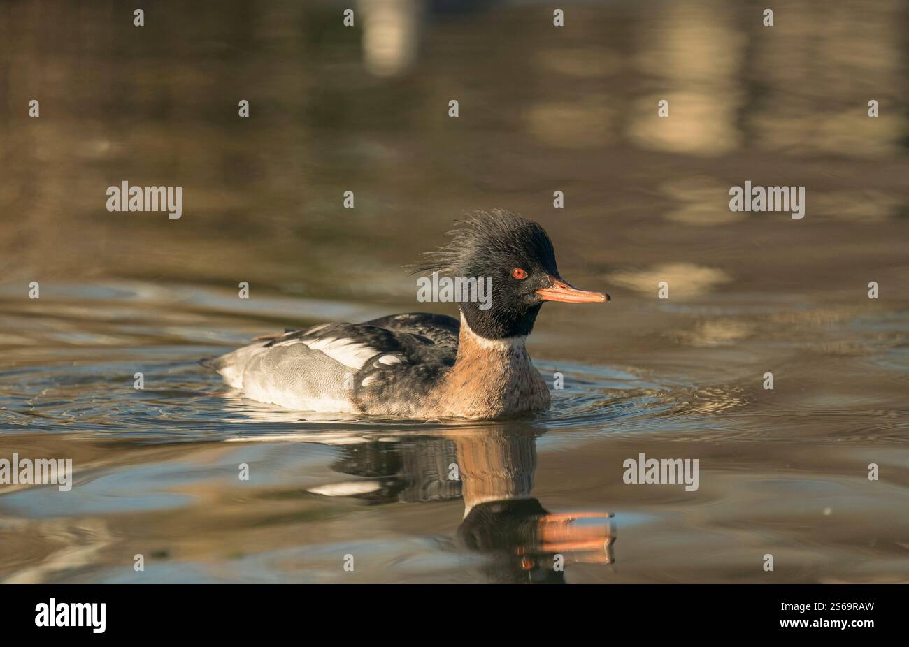 Rotbrust-Merganser, Mergus Serrator, Überwinterung auf dem Binnensee. Stockfoto