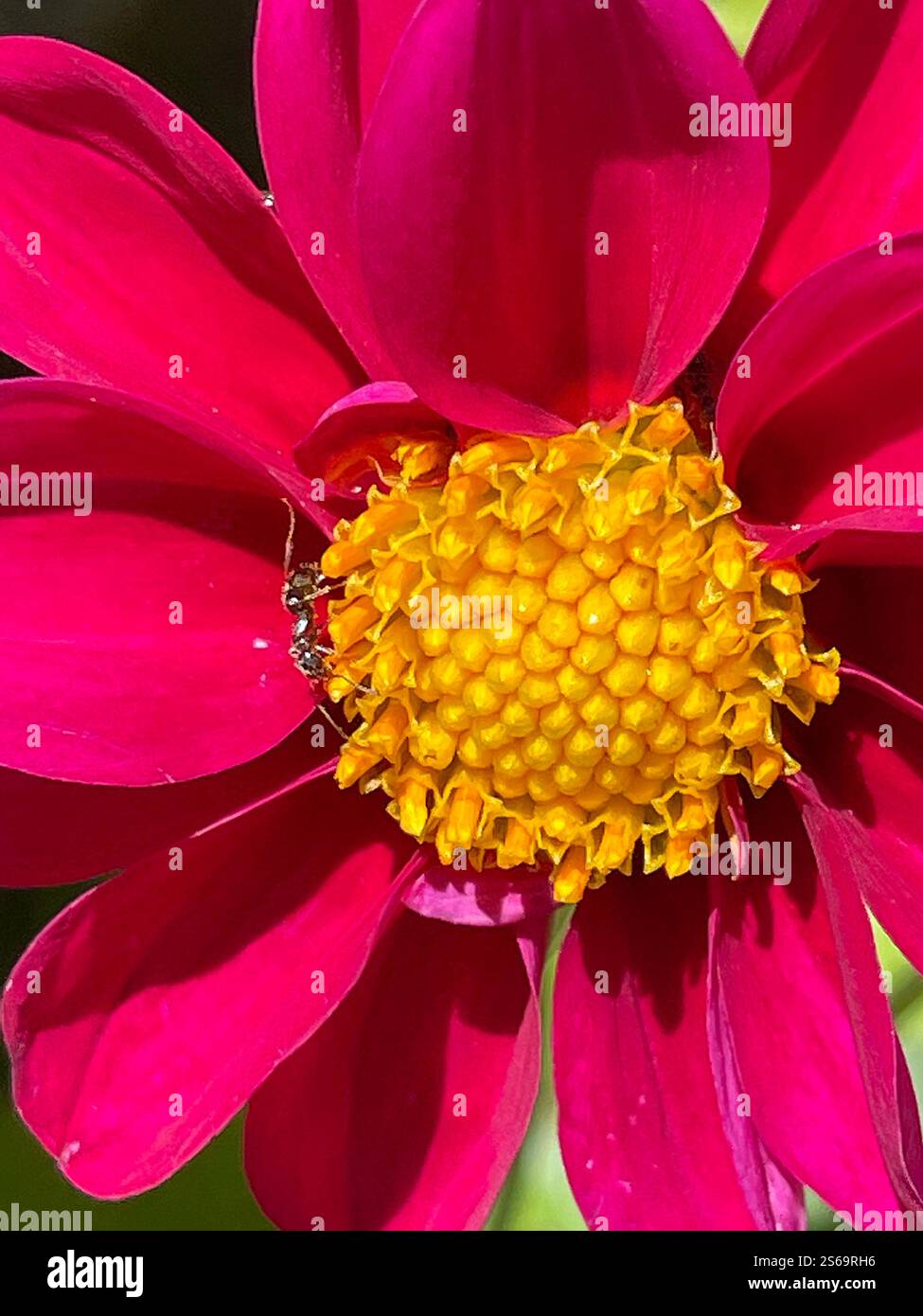 Blume. Ansicht schließen. - Smartphone-aufgenommenes Stockfoto