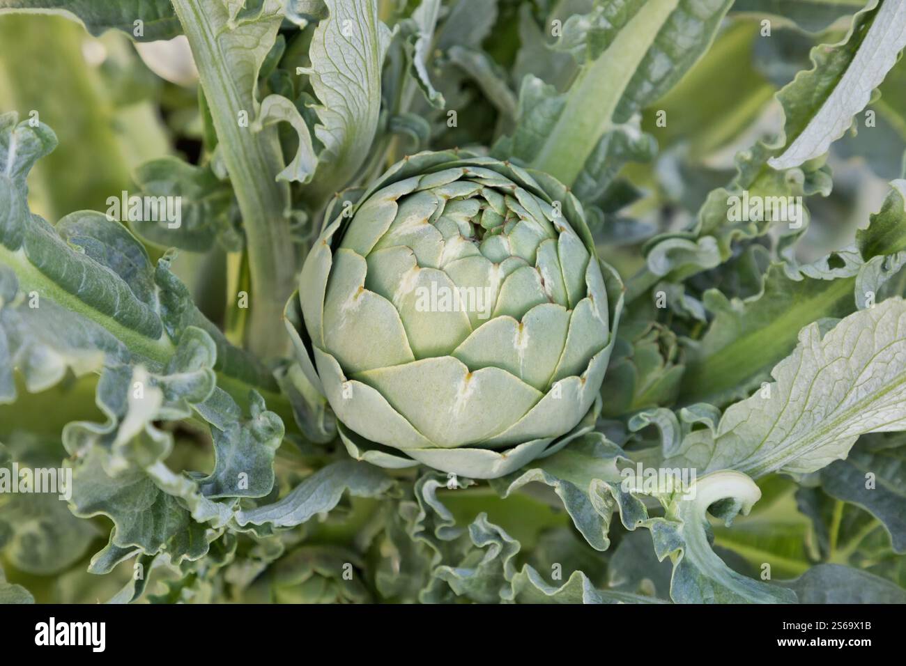 Reifende Artischockenfrucht auf Pflanze 'Cynara cardunculus var. Scalymus', auch bekannt als Green Globe Artischocke, Kalifornien. Stockfoto
