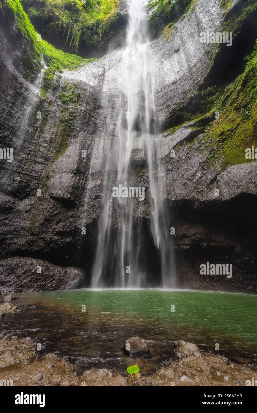 Der atemberaubende Blick auf einen atemberaubenden Wasserfall von Madakaripura fließt anmutig in einen ruhigen grünen Pool, der wunderschön von moosigem Felsen umgeben ist Stockfoto