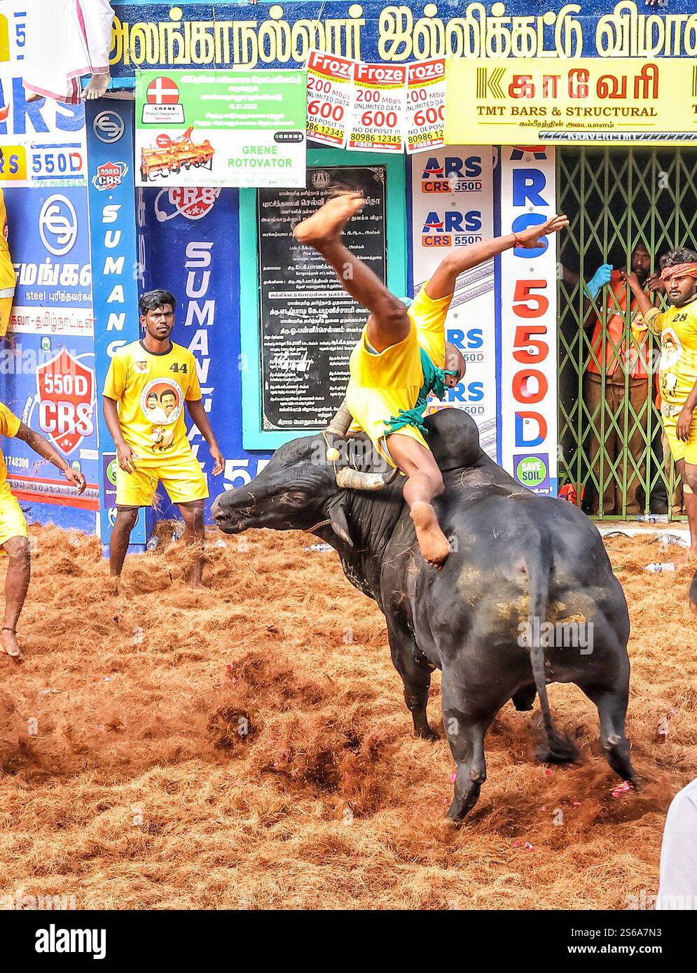 Madurai, Tamil Nadu, Indien. Januar 2025. Ein Stier wird in eine Menschenmenge entlassen und viele Menschen versuchen, den großen Buckel auf dem Rücken des Stiers mit beiden Armen zu ergreifen und sich daran zu halten. Jallikattu wird in einigen Regionen des indischen Bundesstaates Tamil Nadu im Rahmen der Feierlichkeiten zum Pongal Day praktiziert. Aufgrund von Verletzungen und Todesfällen, die mit dem Sport verbunden sind, sowohl für die Teilnehmer als auch für die Stiere, haben Tierschutzorganisationen ein Verbot des Sports gefordert. Der Oberste Gerichtshof Indiens hat es in den letzten Jahren mehrmals verboten, aber mit Protesten der Bevölkerung gegen das Verbot, ein neuer Ordinan Stockfoto