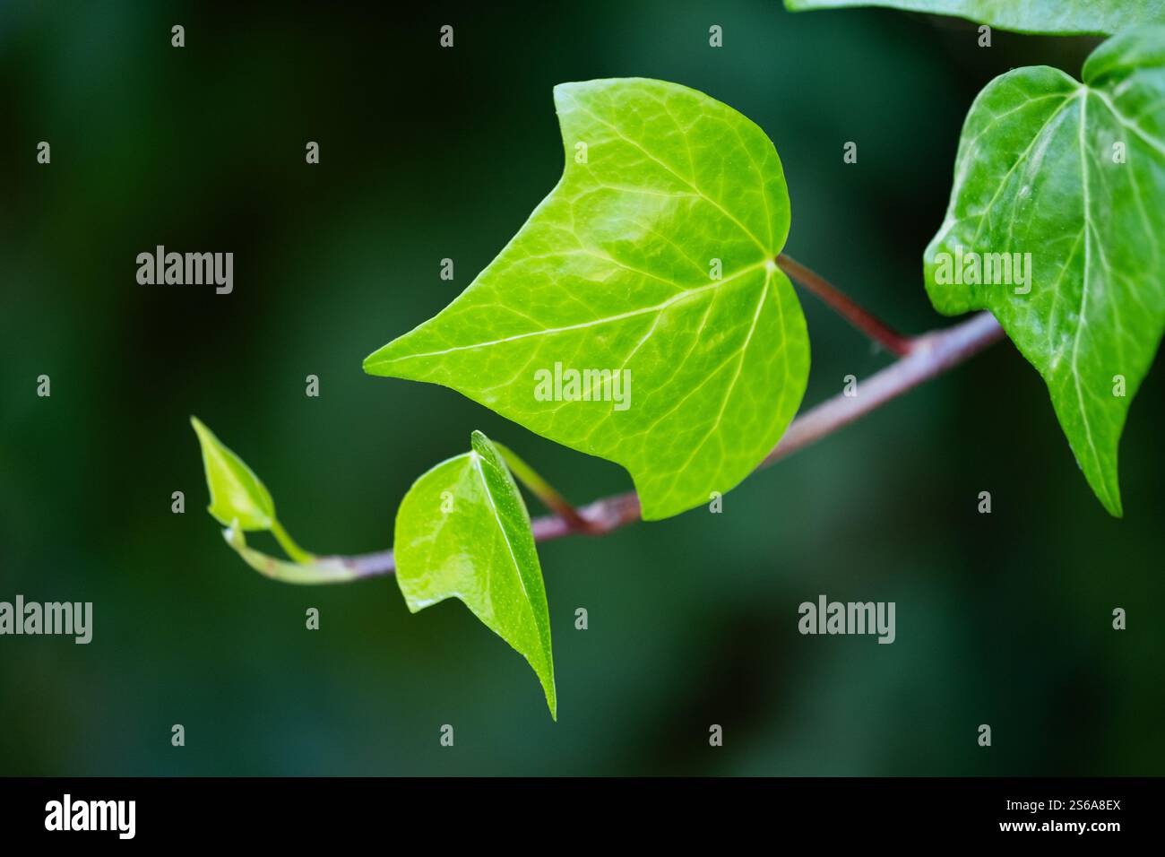 Detail des Endes eines frischen Efezweigs im Frühjahr. Kleine hellgrüne Blätter wachsen nach vorne auf einem waldgrünen Hintergrund. Begriff Natur, Wachstum, Stockfoto