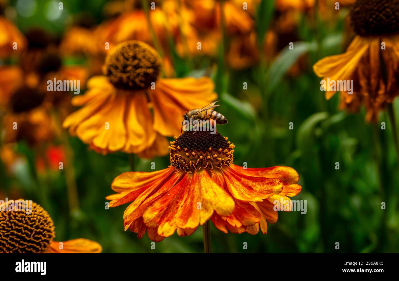 Honigbiene auf leuchtender Orange Helenium Blume in Bloom Stockfoto