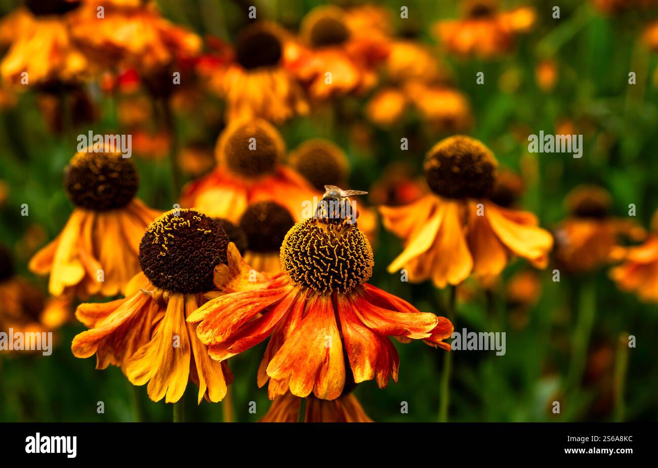 Honigbiene auf leuchtender Orange Helenium Blume in Bloom Stockfoto