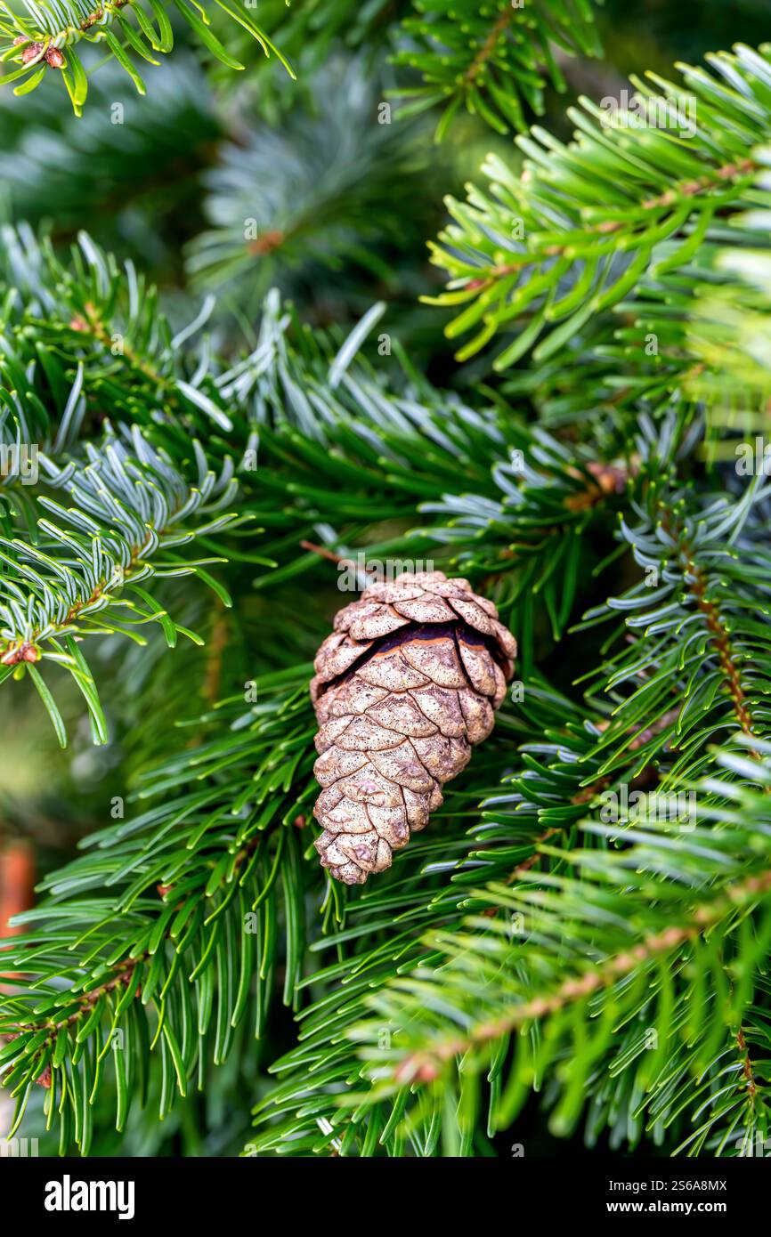 Makrobild eines Pinecones, der zwischen Nadelbaumblättern eingebettet ist Stockfoto
