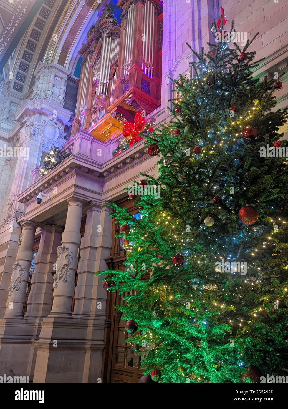 Ein wunderschön dekorierter Weihnachtsbaum leuchtet mit festlichen Lichtern neben einer großen Pfeifenorgel in der Kelvingrove Art Gallery and Museum. Stockfoto