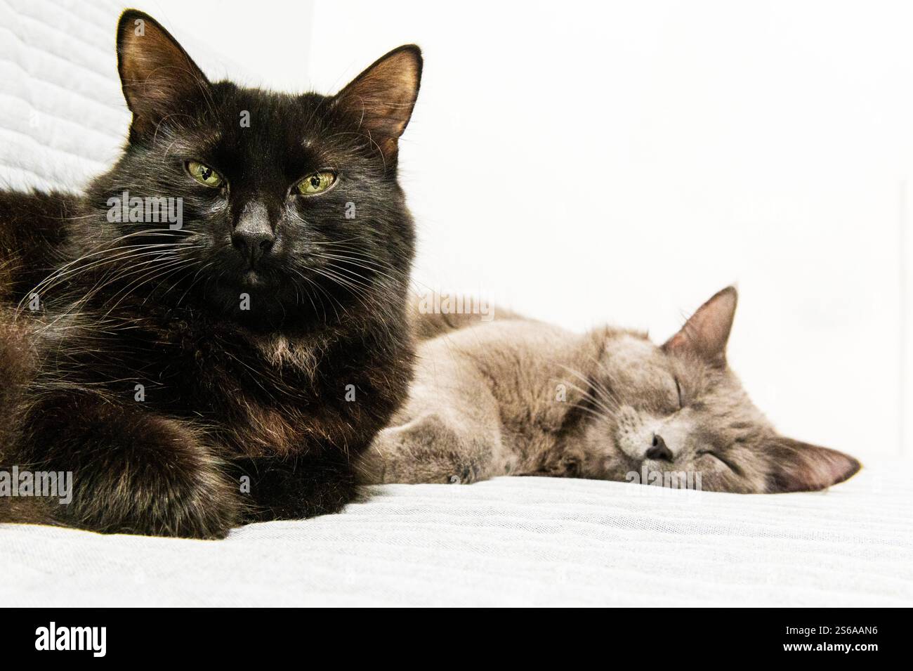 Zwei Katzen liegen auf einer Couch, eine schwarze blickt in die Kamera, die andere, grau, schlafend Stockfoto