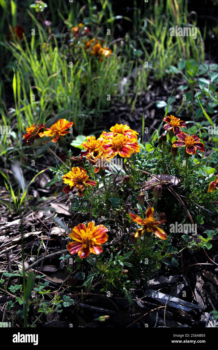 Ich bin neu in Alamy, also hoffe ich, dass Sie sie mögen, ich habe noch ein paar andere Fotos, die ich bearbeiten muss, aber ich habe sie nicht gleich. Stockfoto
