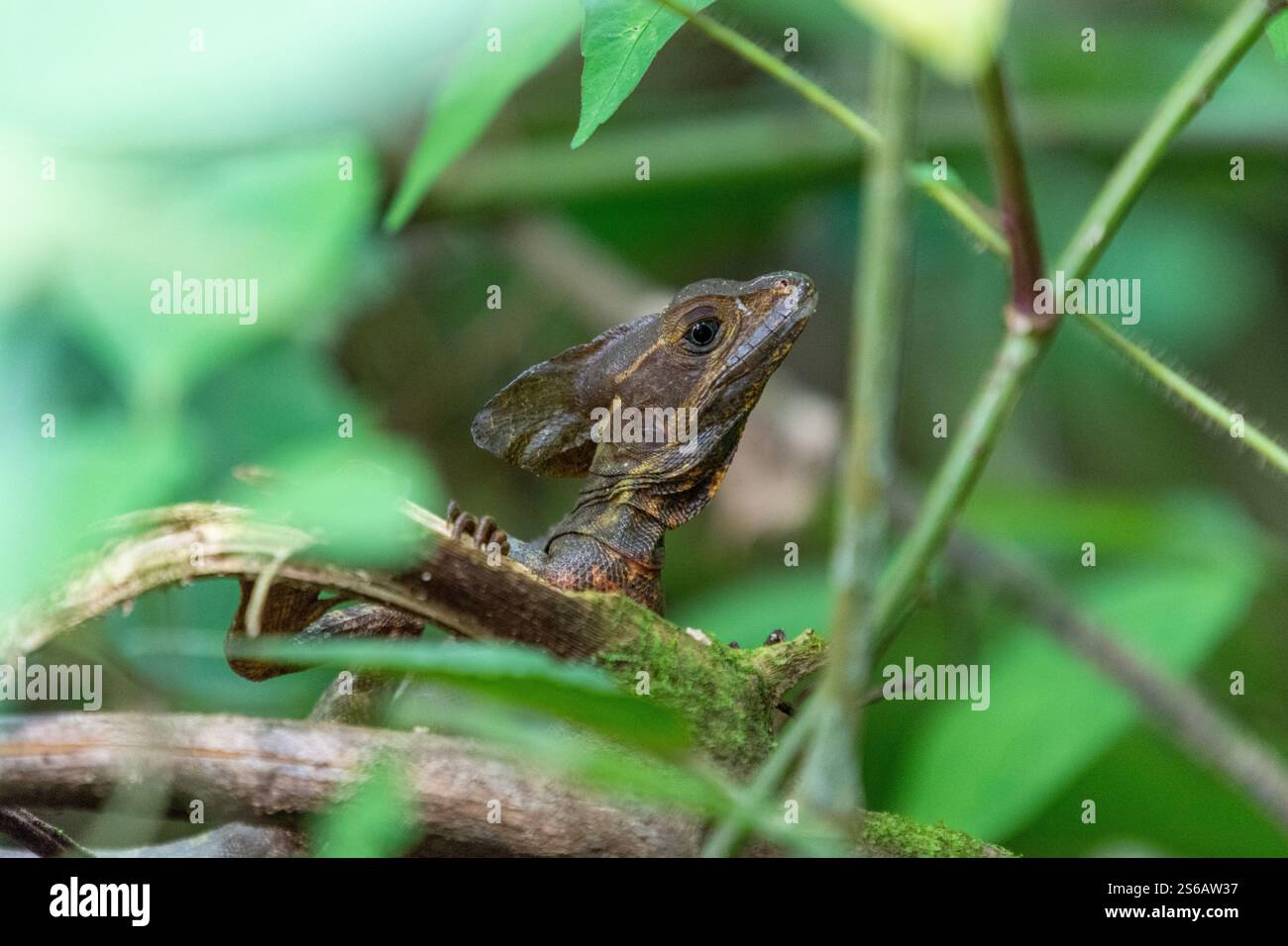 Nahporträt eines männlichen Basilisken in costa rica Stockfoto