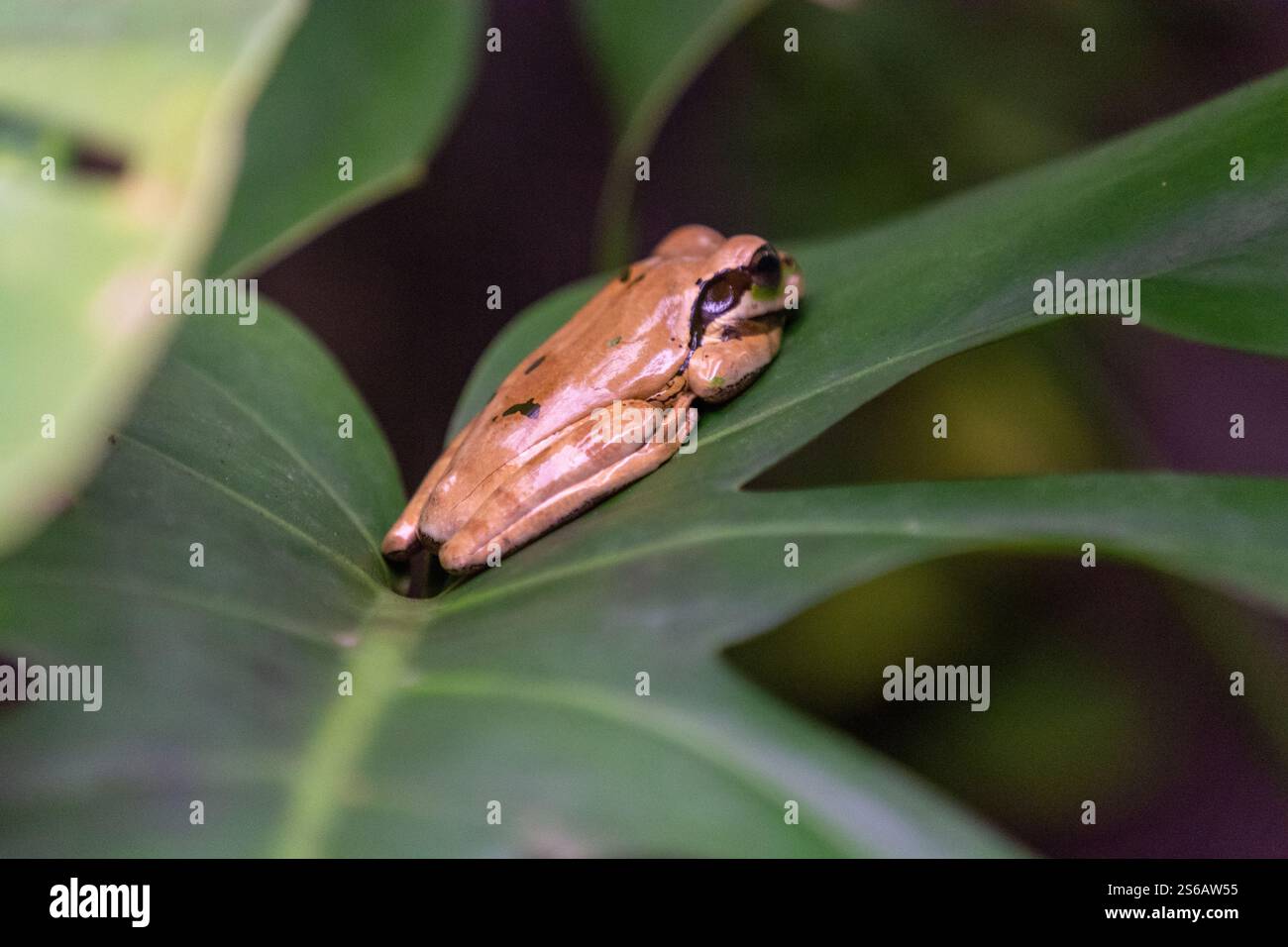 Nahaufnahme eines braunen, maskierten Baumfrosches mit grünen Augen, der auf einem Blatt sitzt Stockfoto