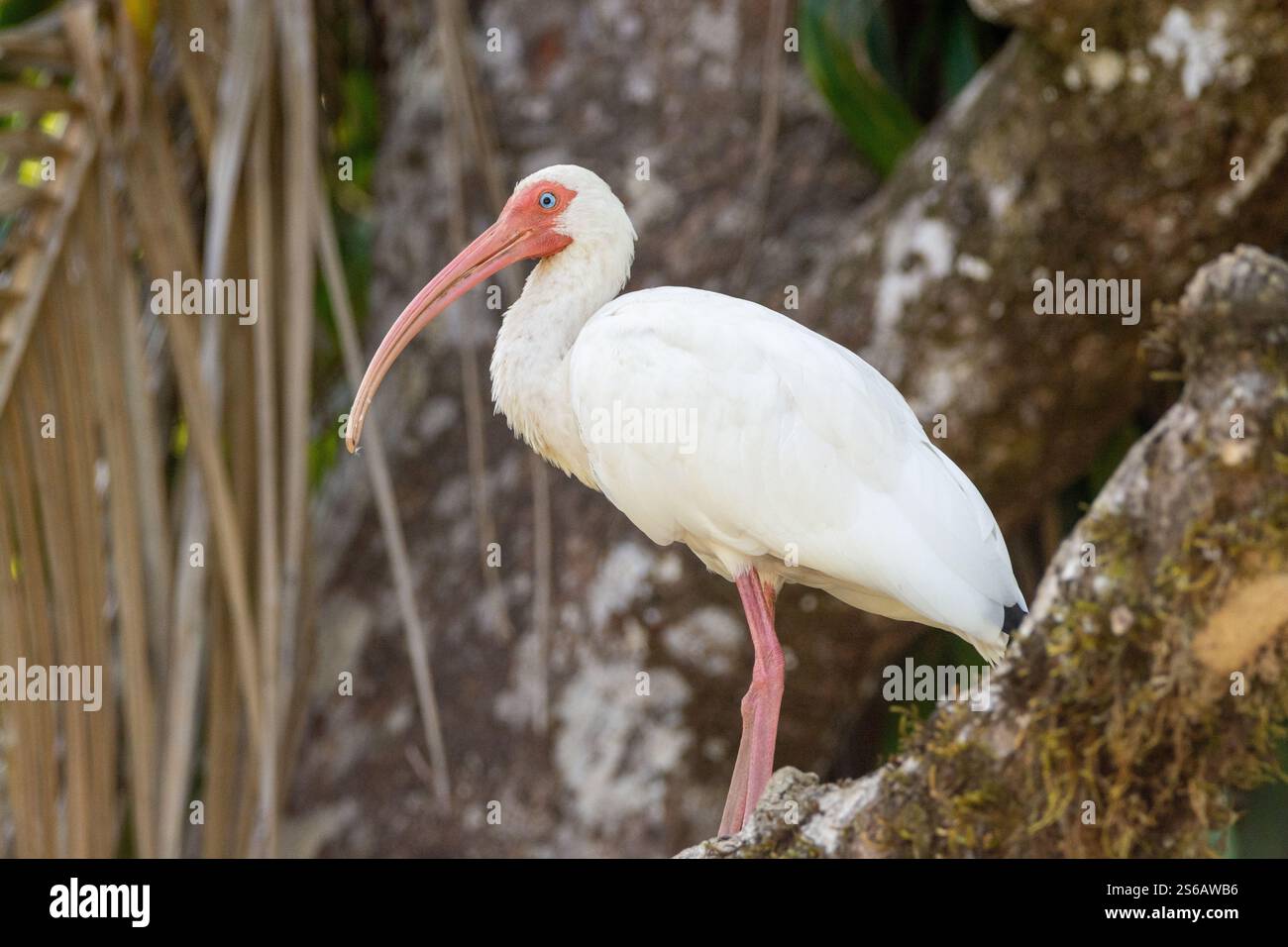 Nahaufnahme eines weißen Ibis am dominischen Flussufer costa rica Stockfoto Nahaufnahme eines weißen Ibis am dominischen Flussufer costa rica Stockfoto
