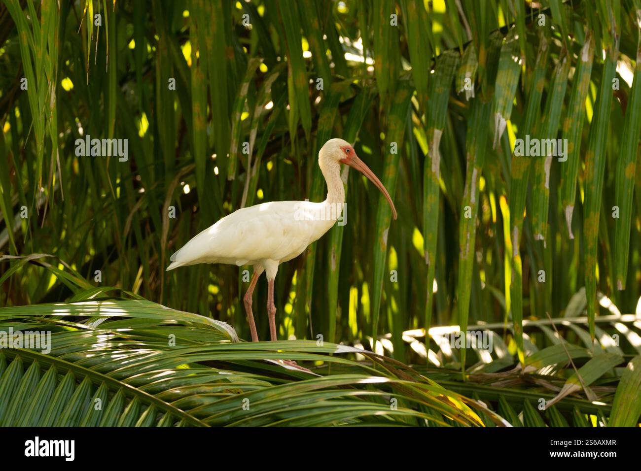 Nahaufnahme eines weißen Ibis am dominischen Flussufer costa rica Stockfoto Nahaufnahme eines weißen Ibis am dominischen Flussufer costa rica Stockfoto