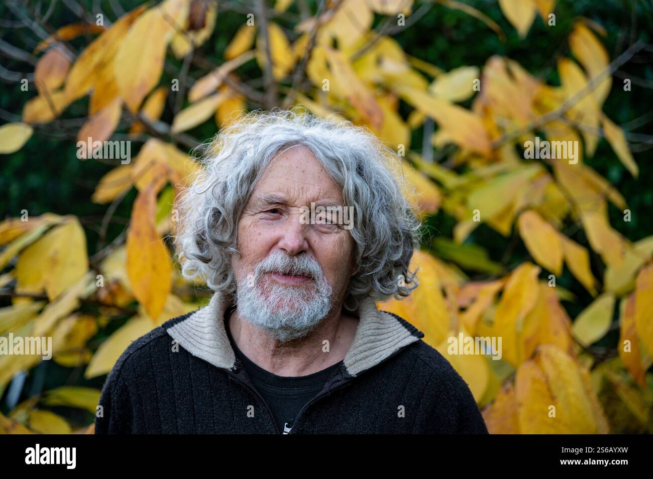 Ein ruhiges Porträt eines älteren Mannes mit lockigen grauen Haaren und einem Bart vor dem Hintergrund leuchtend gelber Herbstblätter. Stockfoto