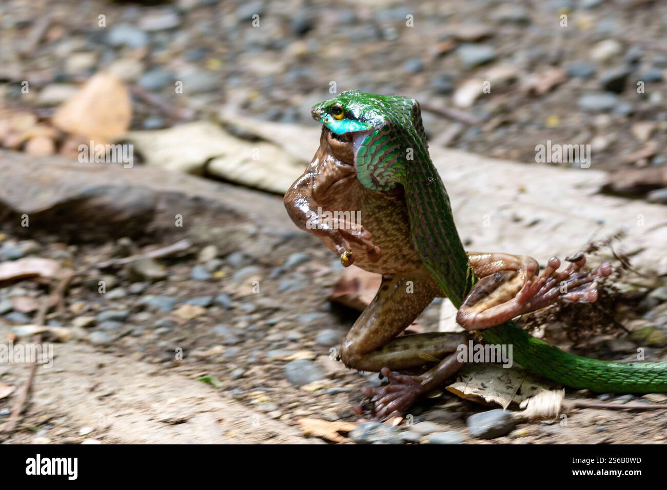 Nahaufnahme einer grünen, seitlich gestreiften Palmenviper, die eine Kröte zu einem sefe Ort bringt Stockfoto