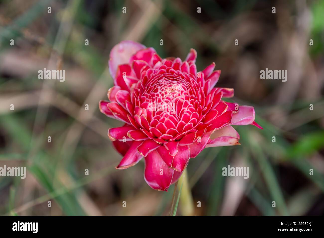 Nahaufnahme einer roten Fackel Ingwer in einem botanischen Garten costa rica Stockfoto