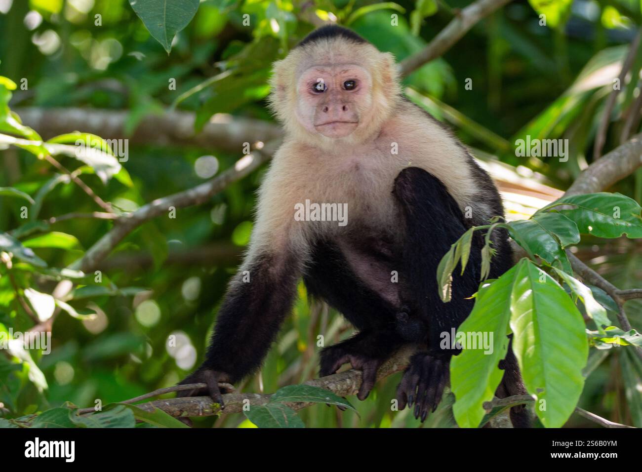 Nahaufnahme eines Kapuzineraffen mit weißem Gesicht, der mich am Flussufer costa rica ansieht Stockfoto