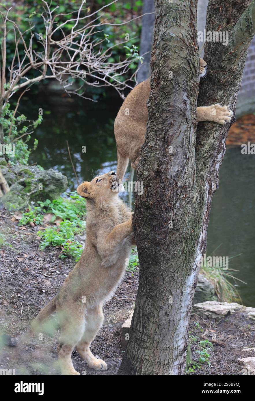 Land der Löwen im Londoner Zoo, mit Familie asiatischer Löwen, deren Heimat im GIR Forest in Indien liegt. Stockfoto