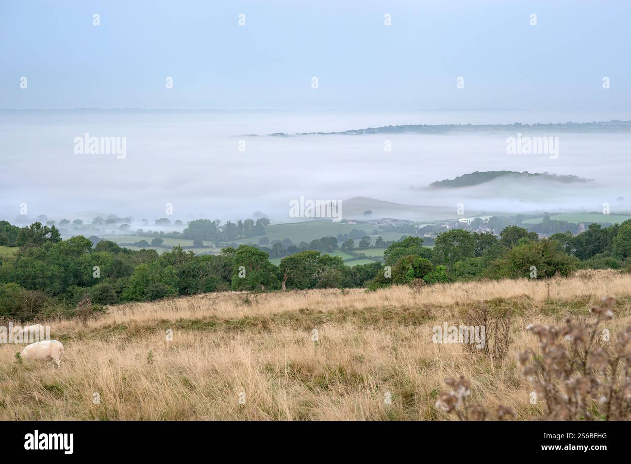 Ein starker Morgennebel auf den Somerset Levels, wie von den Mendip Hills aus gesehen, Somerset, Großbritannien, mit einigen Bäumen, die gerade erst durchbrechen Stockfoto