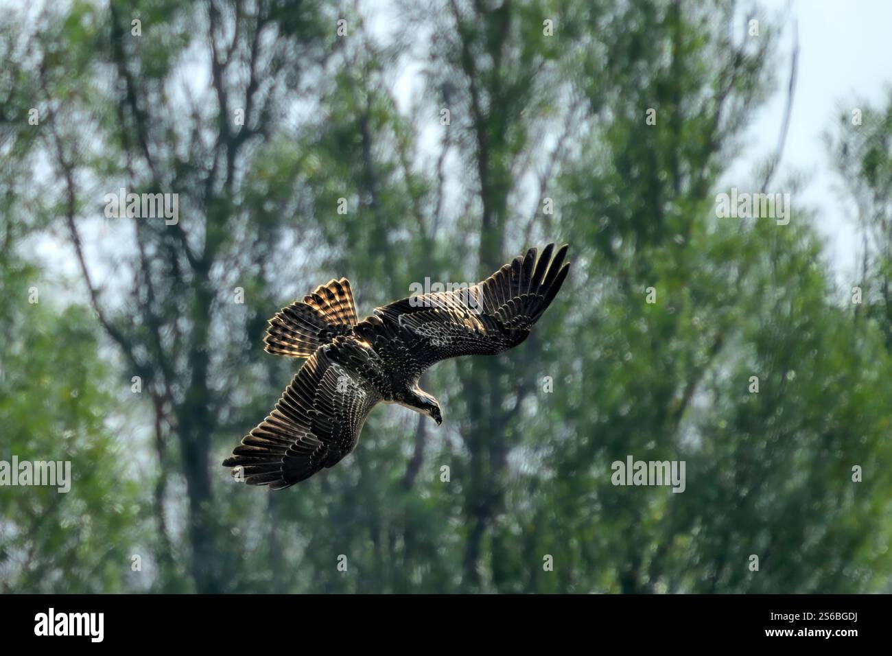 Juvenile Osprey am Chew Valley Lake tauchen und Fische fangen, die beringt sind und IM2 haben und aus Contin in Schottland stammen Stockfoto