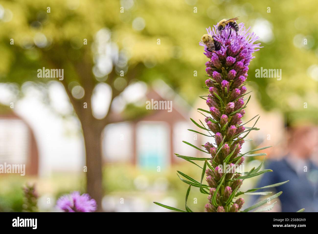 Zwei Hummeln auf hoher Blume Stockfoto