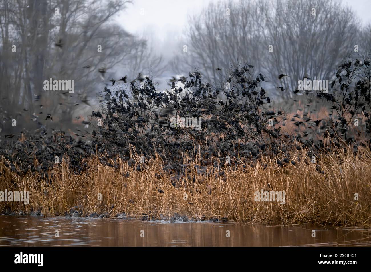 Vor Sonnenaufgang saßen viele Starlinge auf den Büschen und Schilfen auf den Somerset Levels Stockfoto