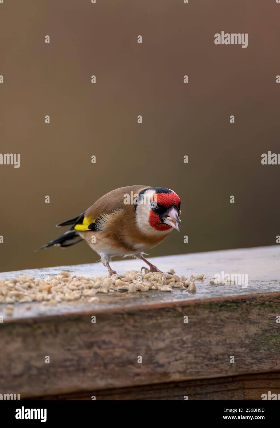 Europäischer Goldfink, der sich an Sonnenblumenherzen an Zaunpfosten in Somerset, Großbritannien, ernährt Stockfoto