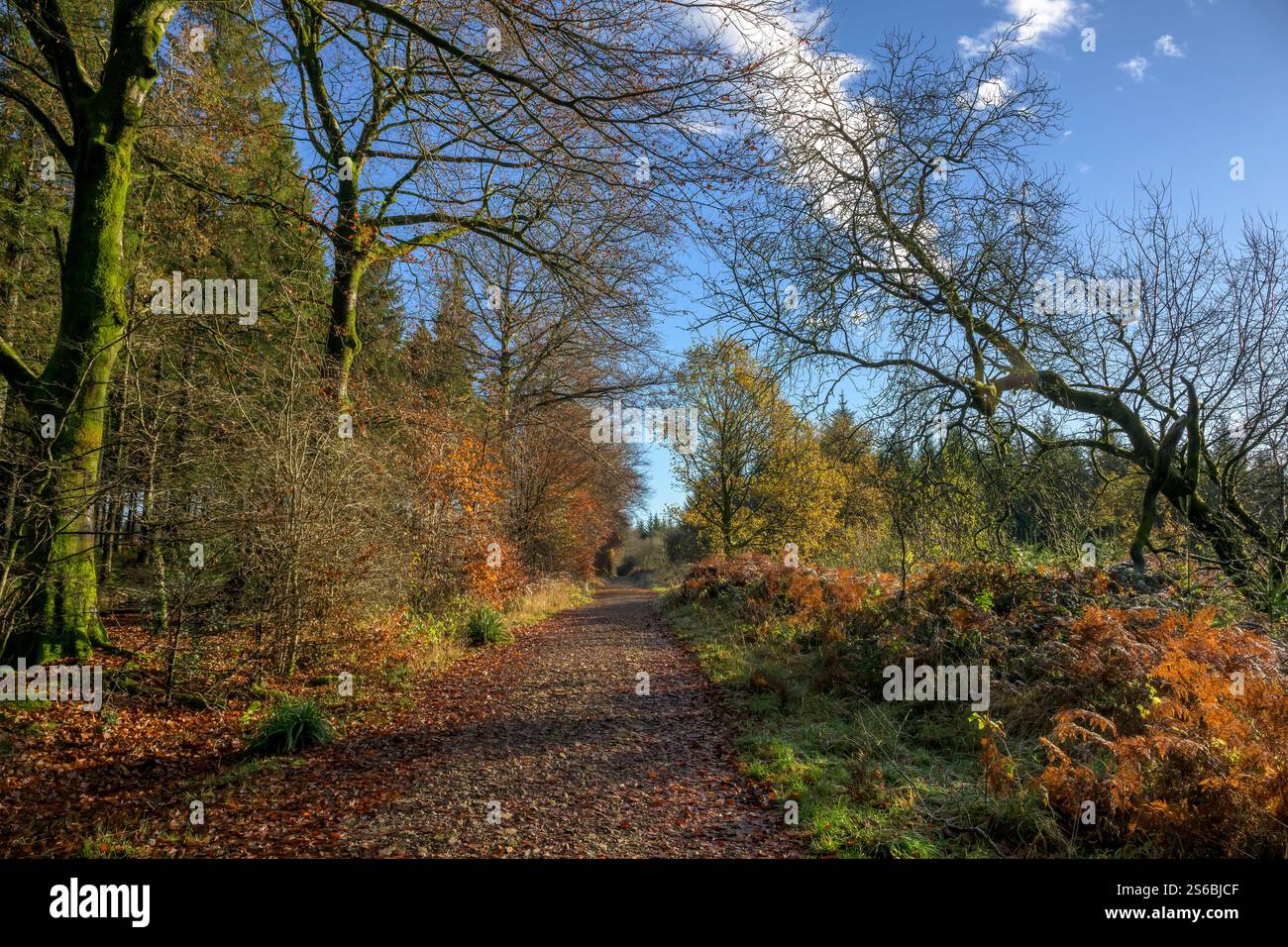 Stockhill Woods Walk in Priddy, Somerset in Herbstfarben Stockfoto