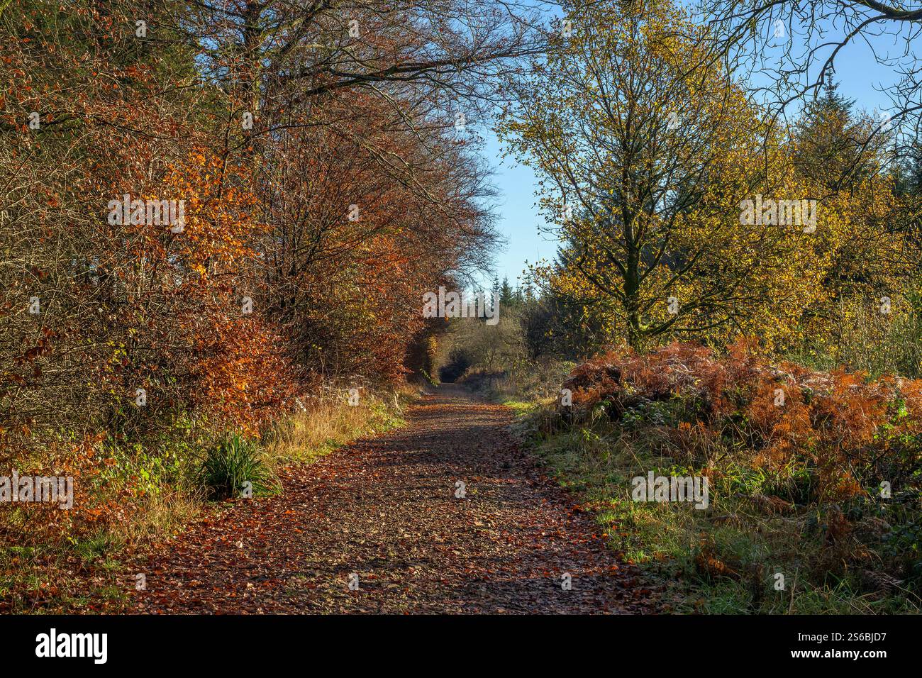 Stockhill Woods Walk in Priddy, Somerset in Herbstfarben Stockfoto