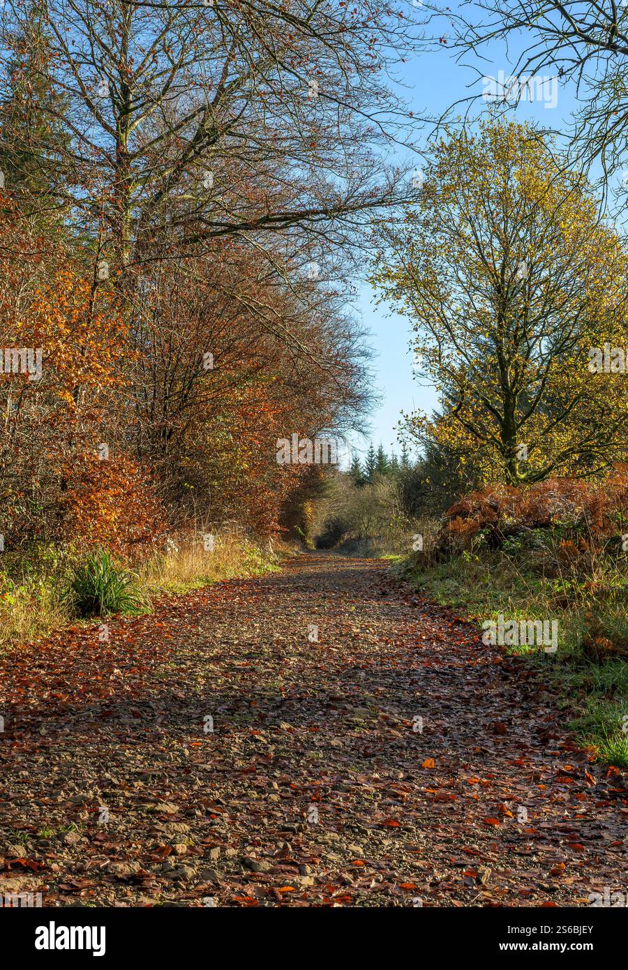 Stockhill Woods Walk in Priddy, Somerset in Herbstfarben Stockfoto