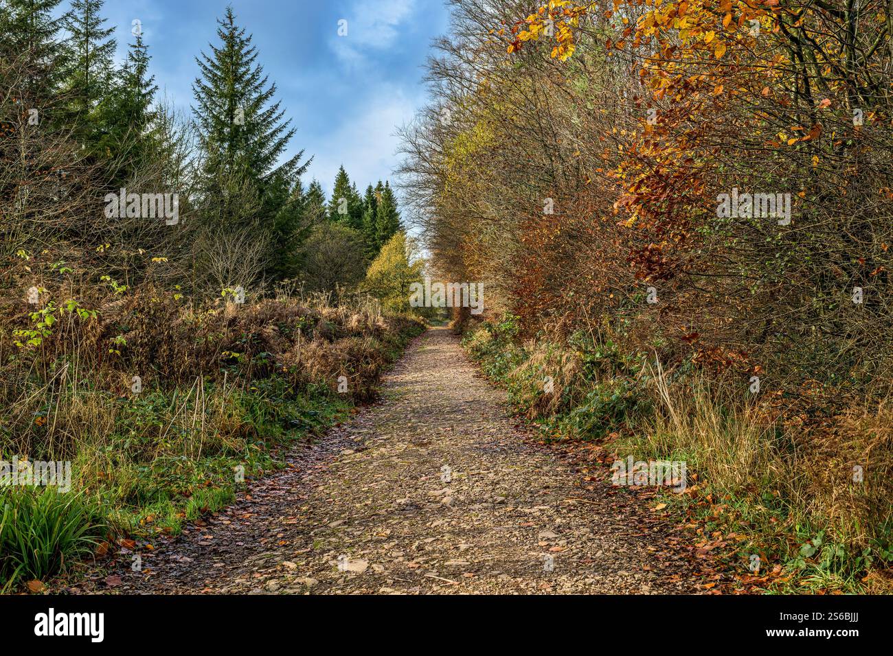 Stockhill Woods Walk in Priddy, Somerset in Herbstfarben Stockfoto