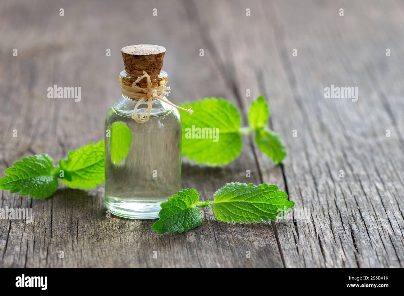 Glasflasche des ätherischen Öls melissa (Zitronenmelisse) mit frischen melissablättern, Kräutermedizin Konzept, Aromatherapie Stockfoto