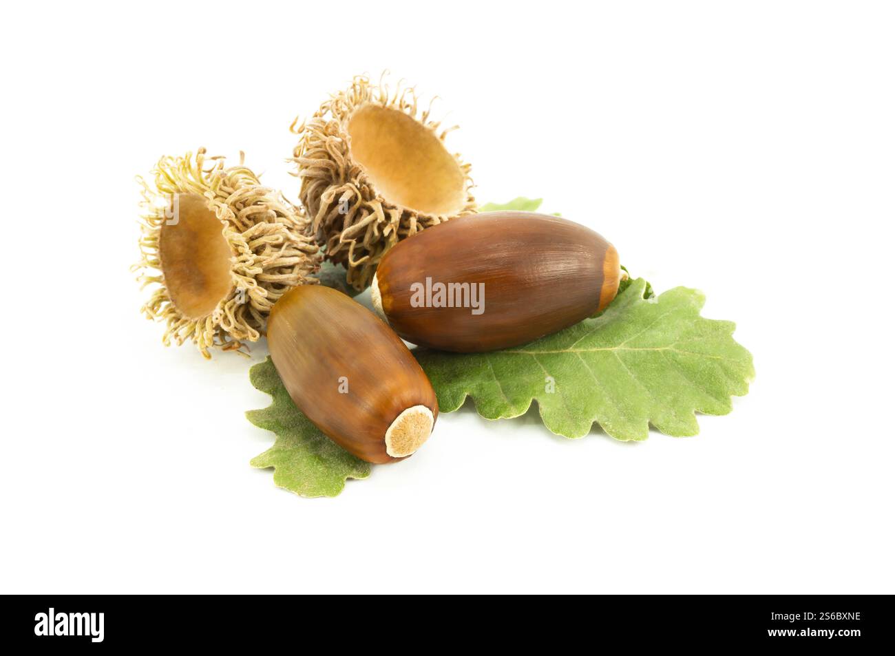 Eicheln isoliert auf weißem Hintergrund, Atelierschuss reife Eichenfrüchte mit Zweig, alternative Medizin (Fagaceae) Stockfoto