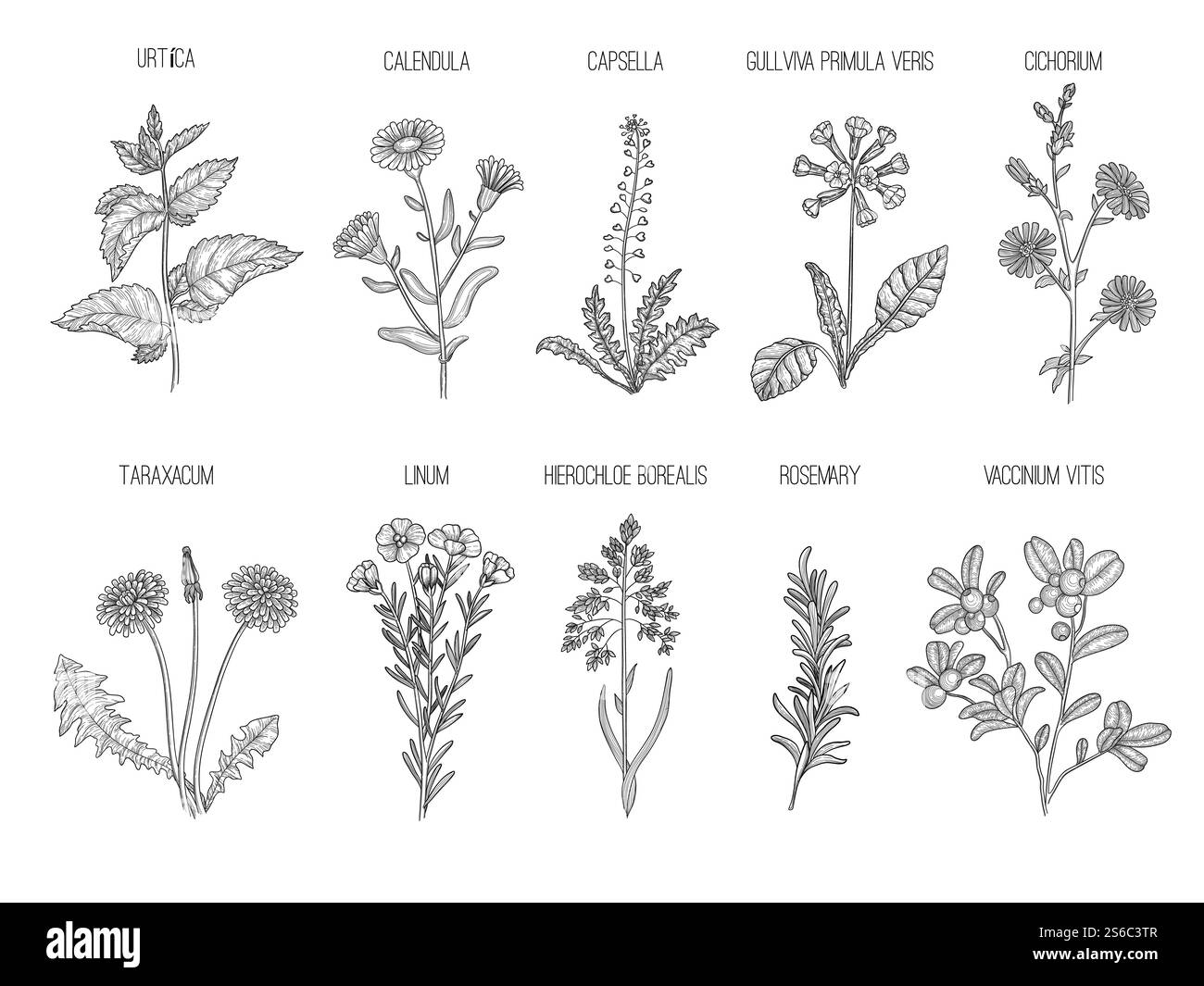 Medizinische Kräuter. Pflanzliche Blumensammlung gesunde Blumen Blätter Vektor Hand gezeichnete Illustrationen. Kapselblumen und cichorium, taraxacum und linum. Medizinische Kräuter. Pflanzliche Blumensammlung gesunde Blumen Blätter Vektor Hand gezeichnete Illustrationen Stock Vektor