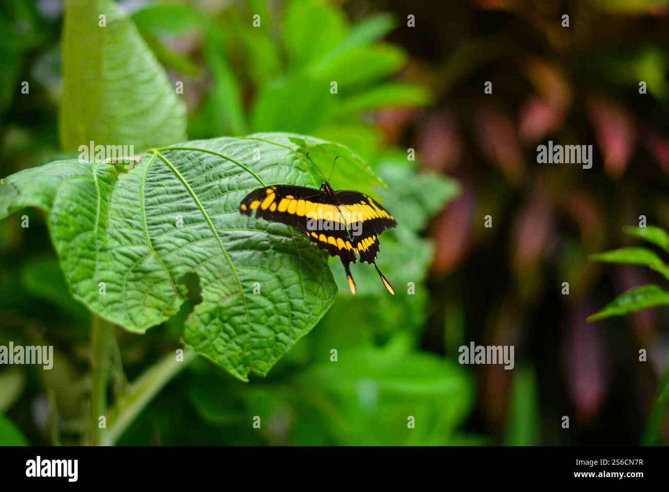 Nahaufnahme eines gelben Schmetterlings mit schwarzen Flecken auf einem grünen Blatt, der Kontrast der hellen Farben des Schmetterlings mit dem natürlichen Hintergrund hig Stockfoto
