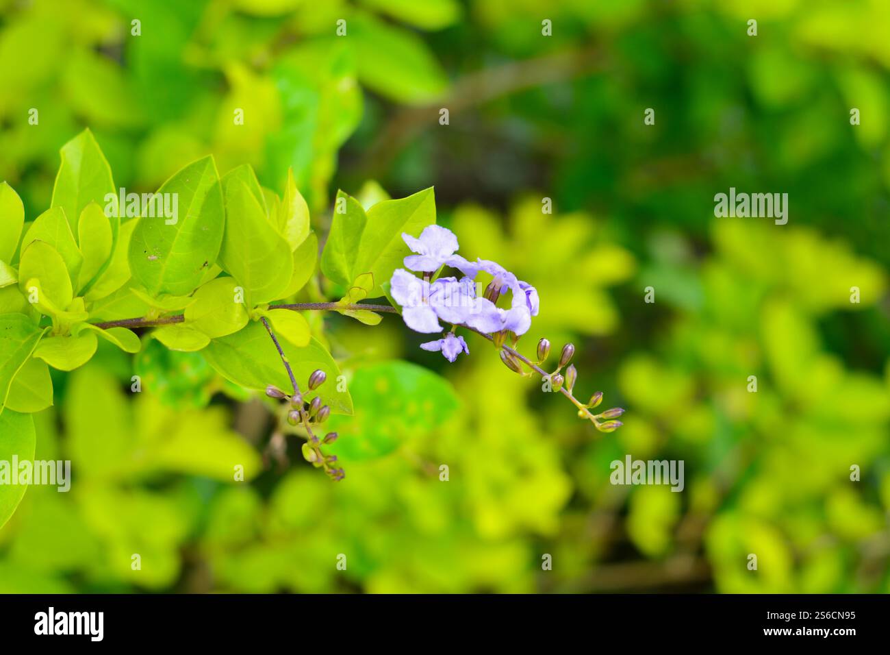 Nahaufnahme eines Sinyo-, Pinglo- oder (frecher Sinyo)-Zweigs mit wunderschönen violetten Blüten, mit einem unscharfen Hintergrund, ist es ein Zierstrauch Stockfoto