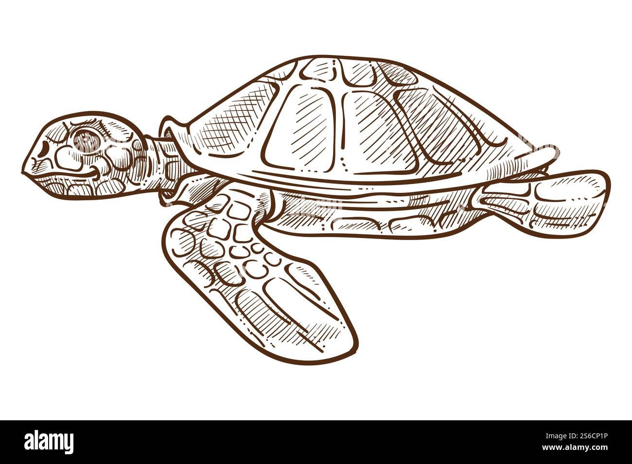 Meeresschildkröte isolierte Skizze, Unterwassertier mit Schale und Flossen Vektor. Wasserschildkröte, Reptilien oder Amphibien, Tauchen und Schwimmen. Meeresfauna, Tierwelt oder Zoo, exotische Arten in der Karibik. Schildkröte oder Schildkröte isolierte Skizze, Unterwassertier mit Schale Stock Vektor