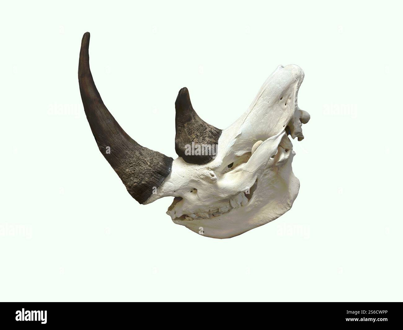 Nashorn-Fossilien-Kopfknochen, Doppelhörner, Zähne alle in Nahaufnahme dargestellt und isoliert. Skelettschädel zeigt weißes Wildtier. Stockfoto