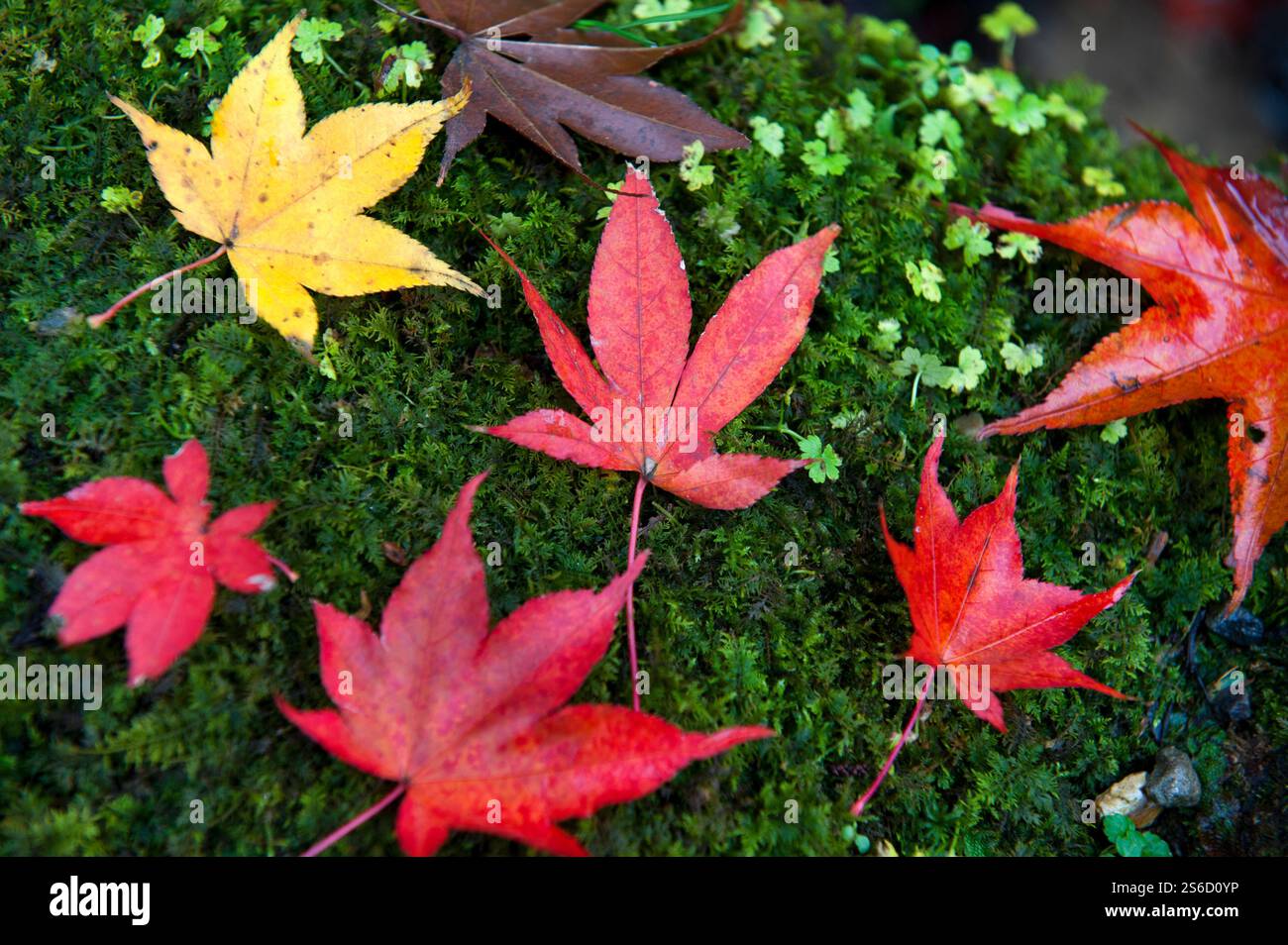 Gefallene Ahornblätter (Momiji), die auf einem Bett aus frischem Moos ruhen, erzeugen ein japanisches Ästhetik-, Konzept- oder Hintergrundbild eines japanischen Landschaftsgartens. Stockfoto