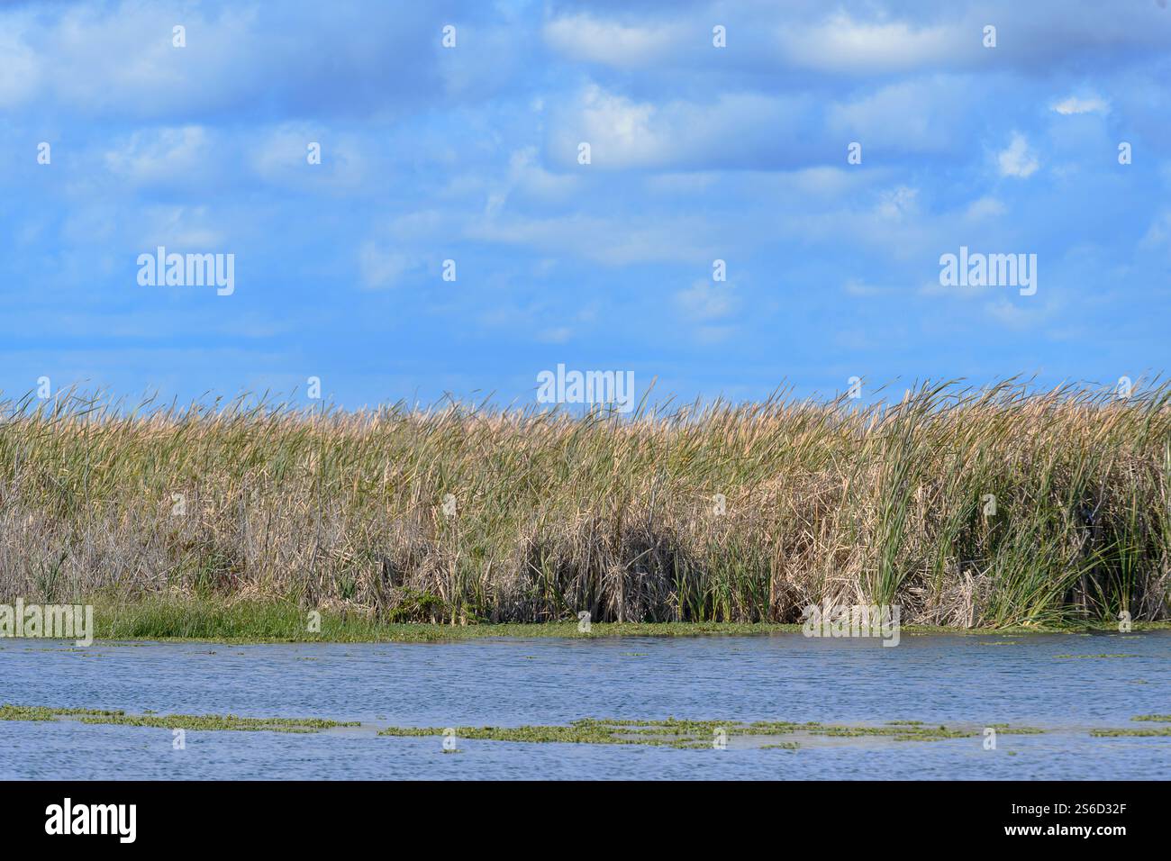 Gras schwingt gegen einen blauen Himmel Stockfoto