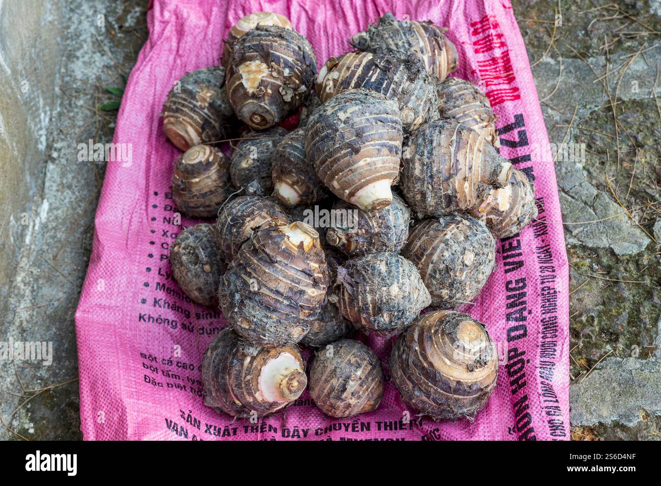 Taro Wurzelgemüse liegt auf einem Sack, Vietnam, Freitag, 1. November 2024. Foto: David Rowland / One-Image.com Stockfoto