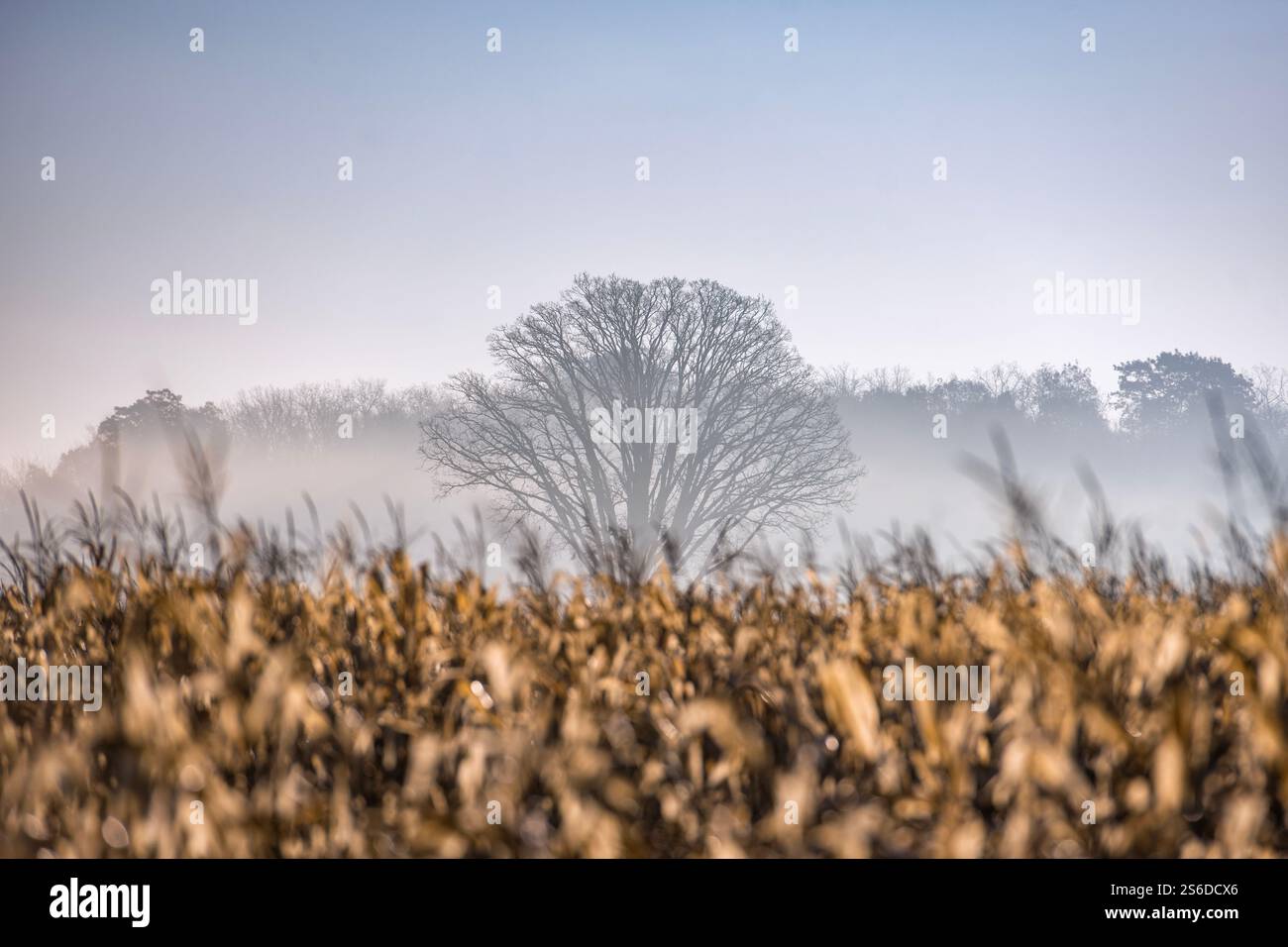 Der frühe Morgennebel bedeckt das Maisfeld eines Bauern, das bereit für die Ernte ist, und schafft eine ruhige, stimmungsvolle Atmosphäre. Perfekt für landwirtschaftliche oder saisonale Grafiken. Stockfoto
