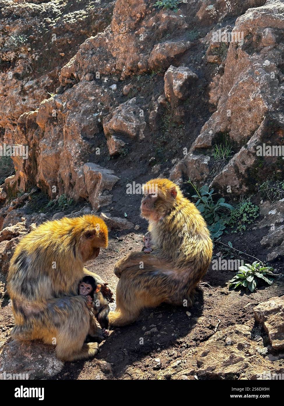 Eltern- und Babyaffen in ihrem natürlichen Lebensraum: Das Atlasgebirge von Marokko. - Smartphone-aufgenommenes Stockfoto