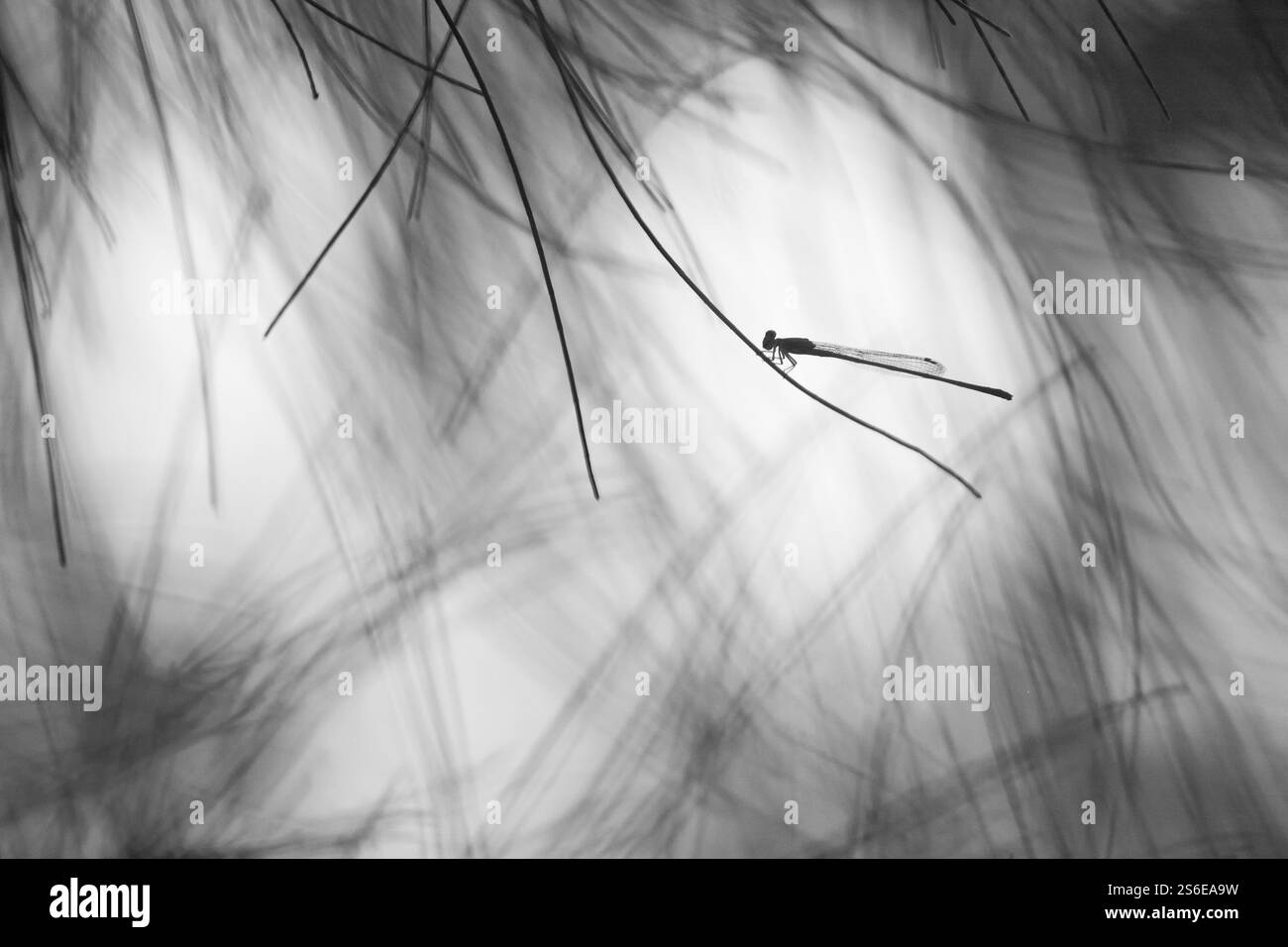 Damselfly in einer künstlerischen Umgebung Stockfoto