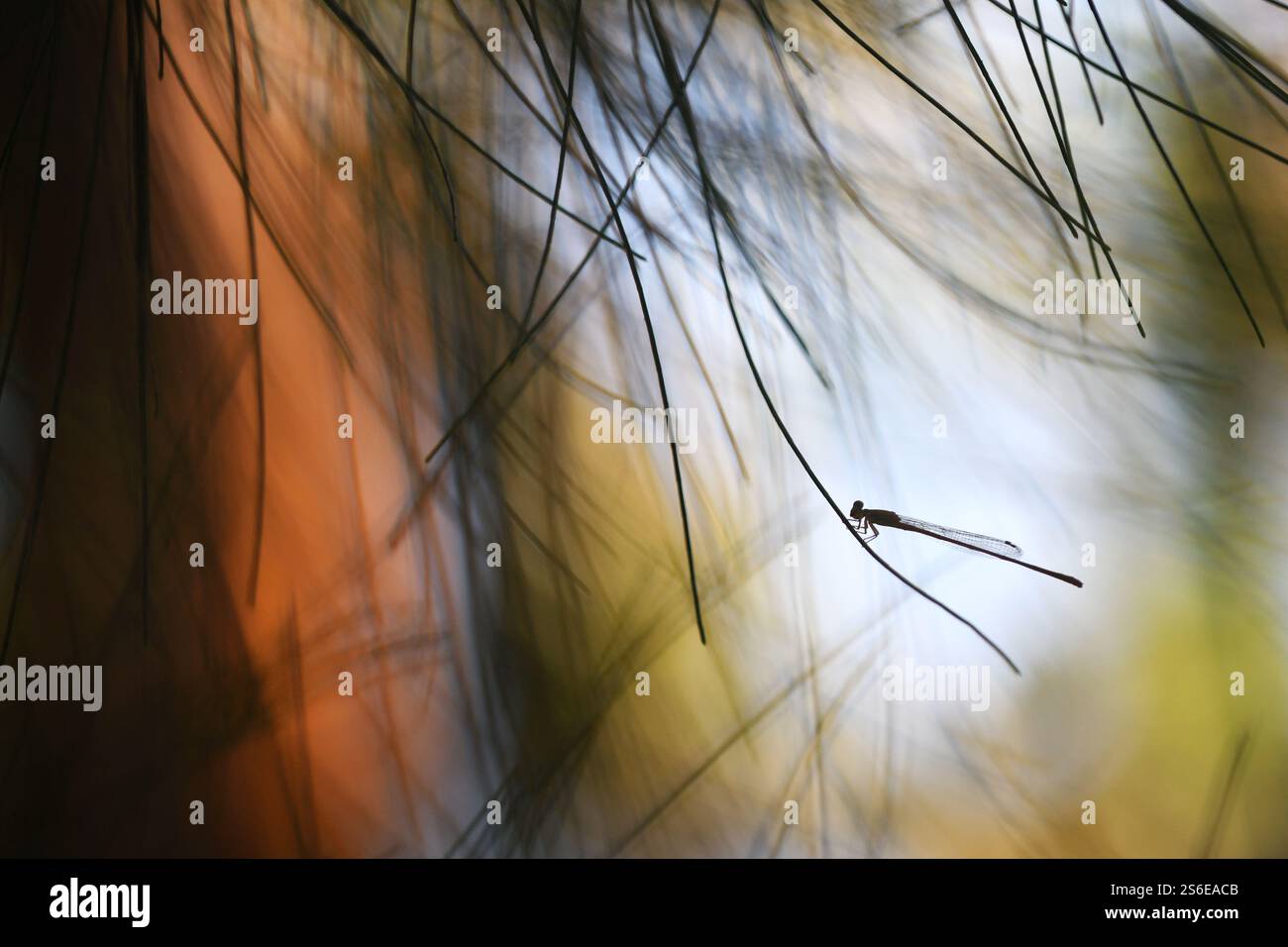 Damselfly in einer künstlerischen Umgebung Stockfoto