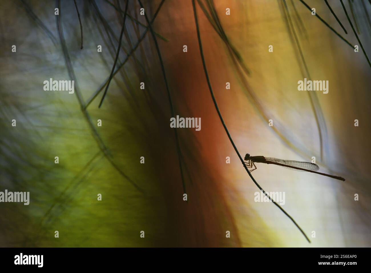 Damselfly in einer künstlerischen Umgebung Stockfoto
