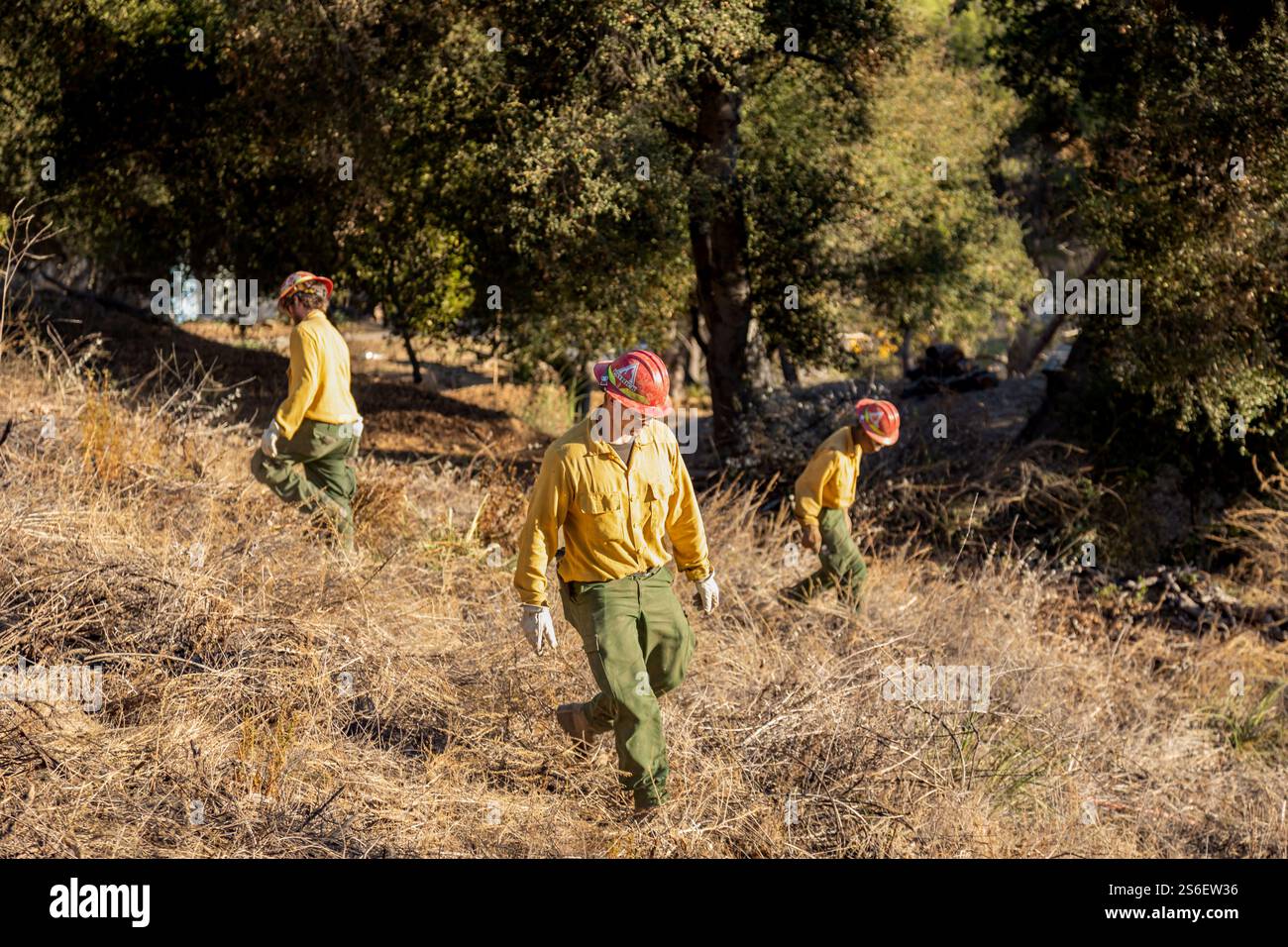 Los Angeles, Usa. Januar 2025. Ein Team von Feuerwehrleuten aus Idaho Clear Brush im Topanga Valley am 15. Januar 2025 in Los Angeles, Kalifornien. Mehrere Waldbrände, die von intensiven Santa Ana Winds angeheizt werden, brennen im Los Angeles County, wobei die Feuerwehrmannschaften einige Eindämmung erreichen. (Foto: Michael Nigro/Pacific Press) Credit: Pacific Press Media Production Corp./Alamy Live News Stockfoto