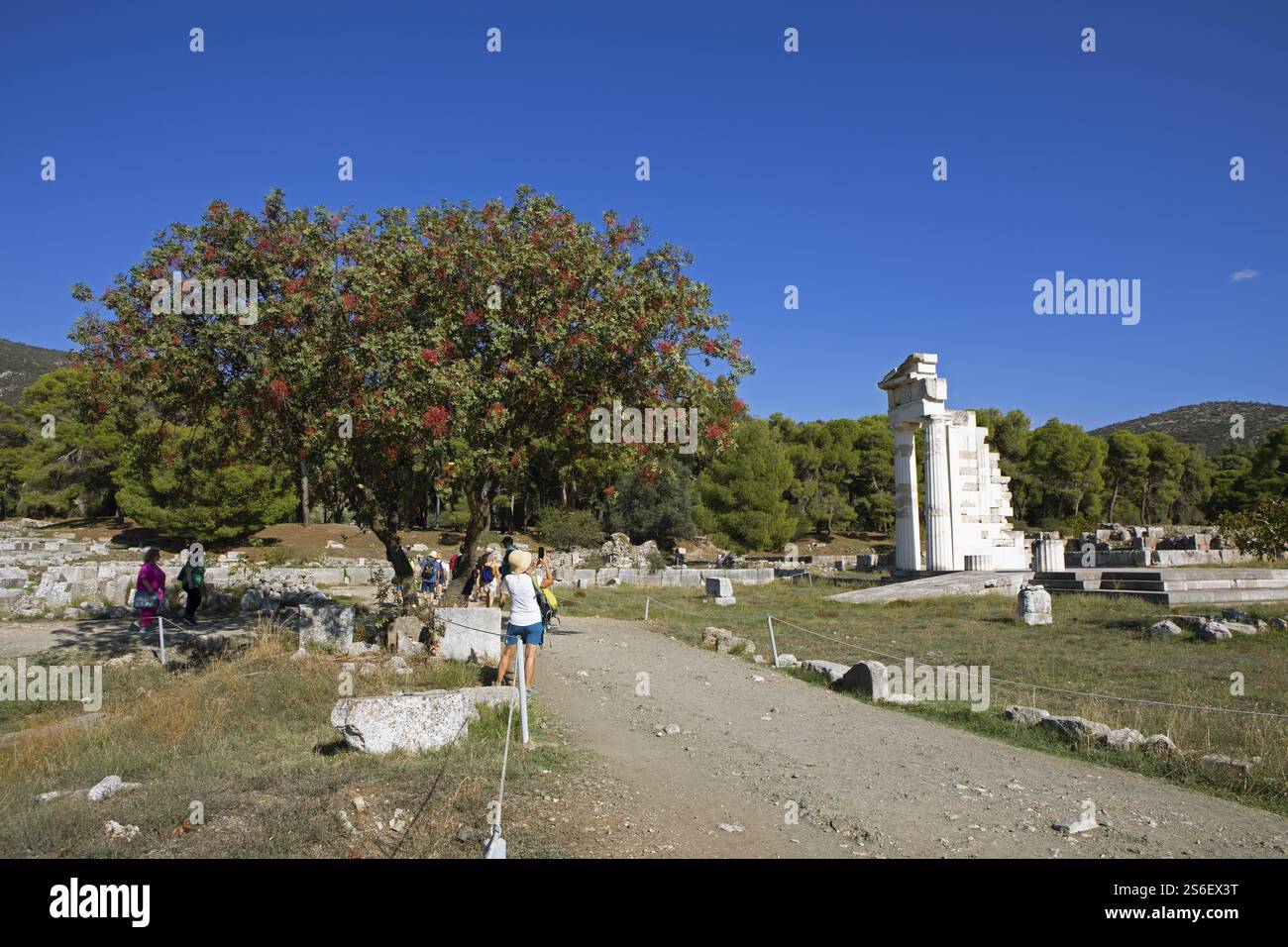 Säule, archäologische Stätte, Katagogion, Asklepieion von Epidaurus, antike Stadt von Epidaurus, Argolis, Peloponnes, Griechenland, Europa Stockfoto