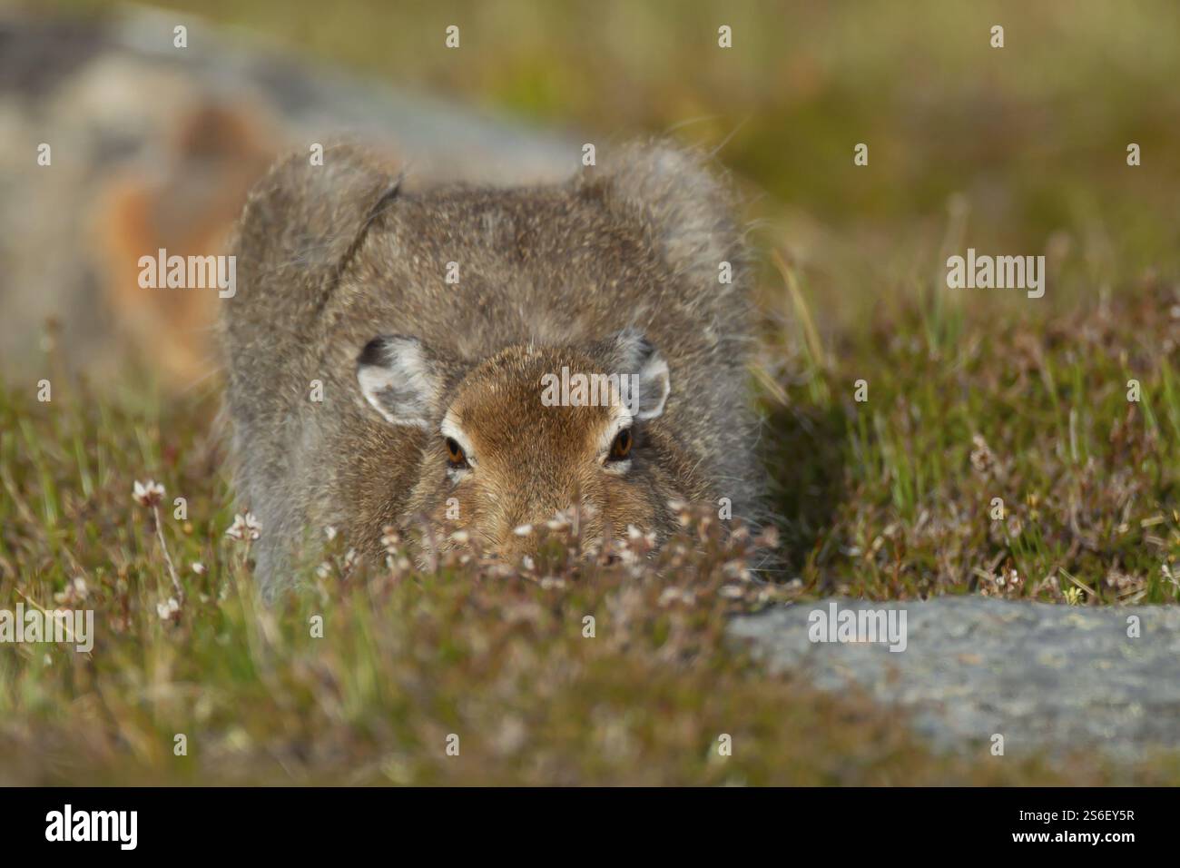 Berghase (Lepus timidus) erwachsenes Tier im Sommerfell auf einem Hügel, Cairngorm Mountains, Schottland, Vereinigtes Königreich, Europa Stockfoto